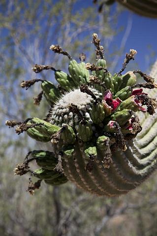 115 Saguaro National Park.jpg